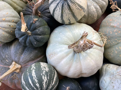 Blue Pumpkin Mix