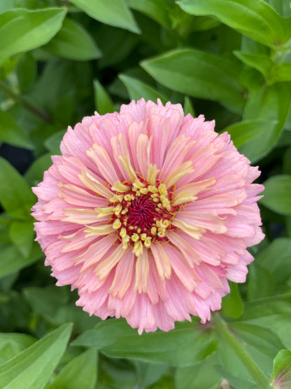 The Dahlia House Mix Zinna Seed