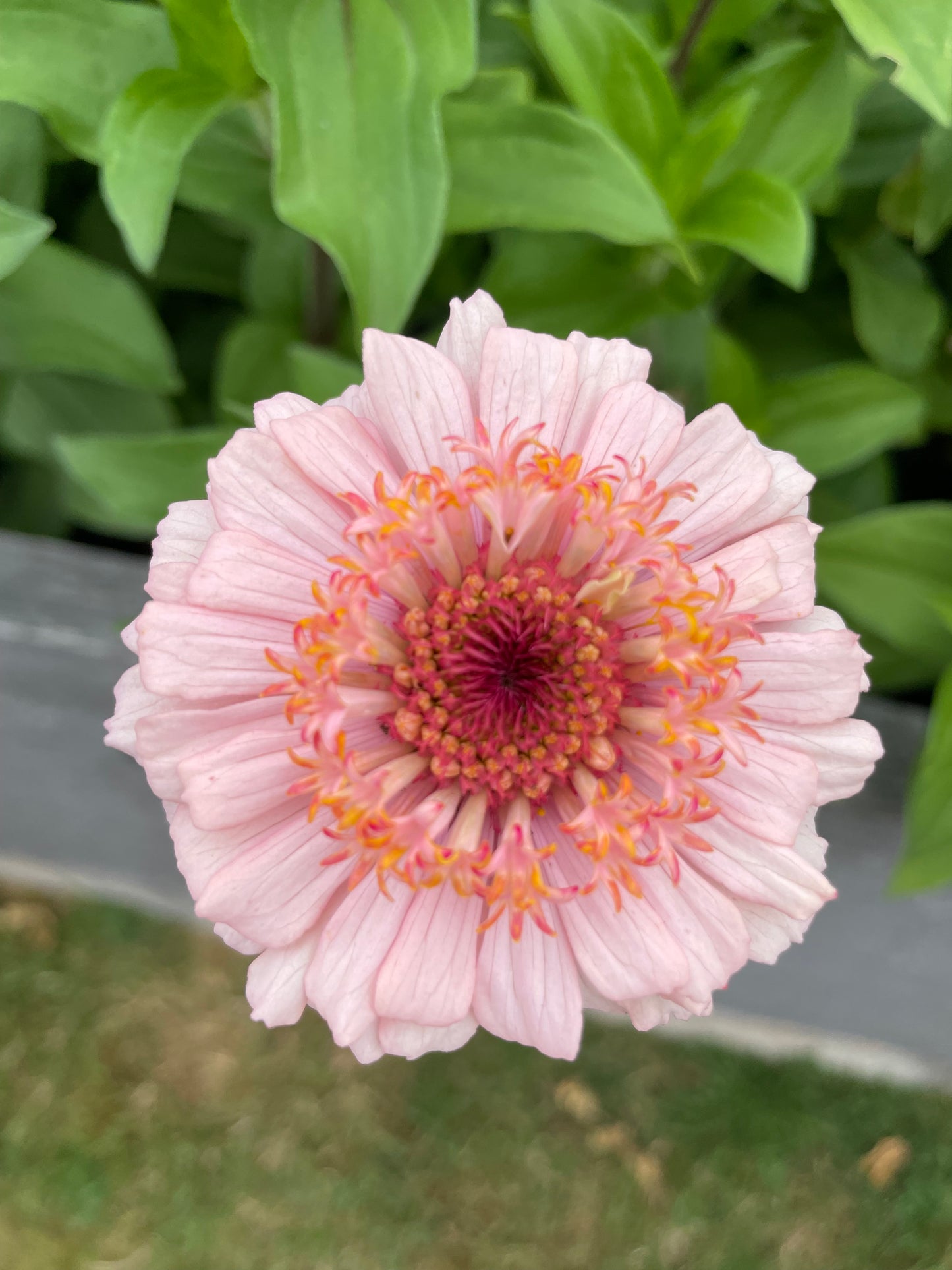 The Dahlia House Mix Zinna Seed