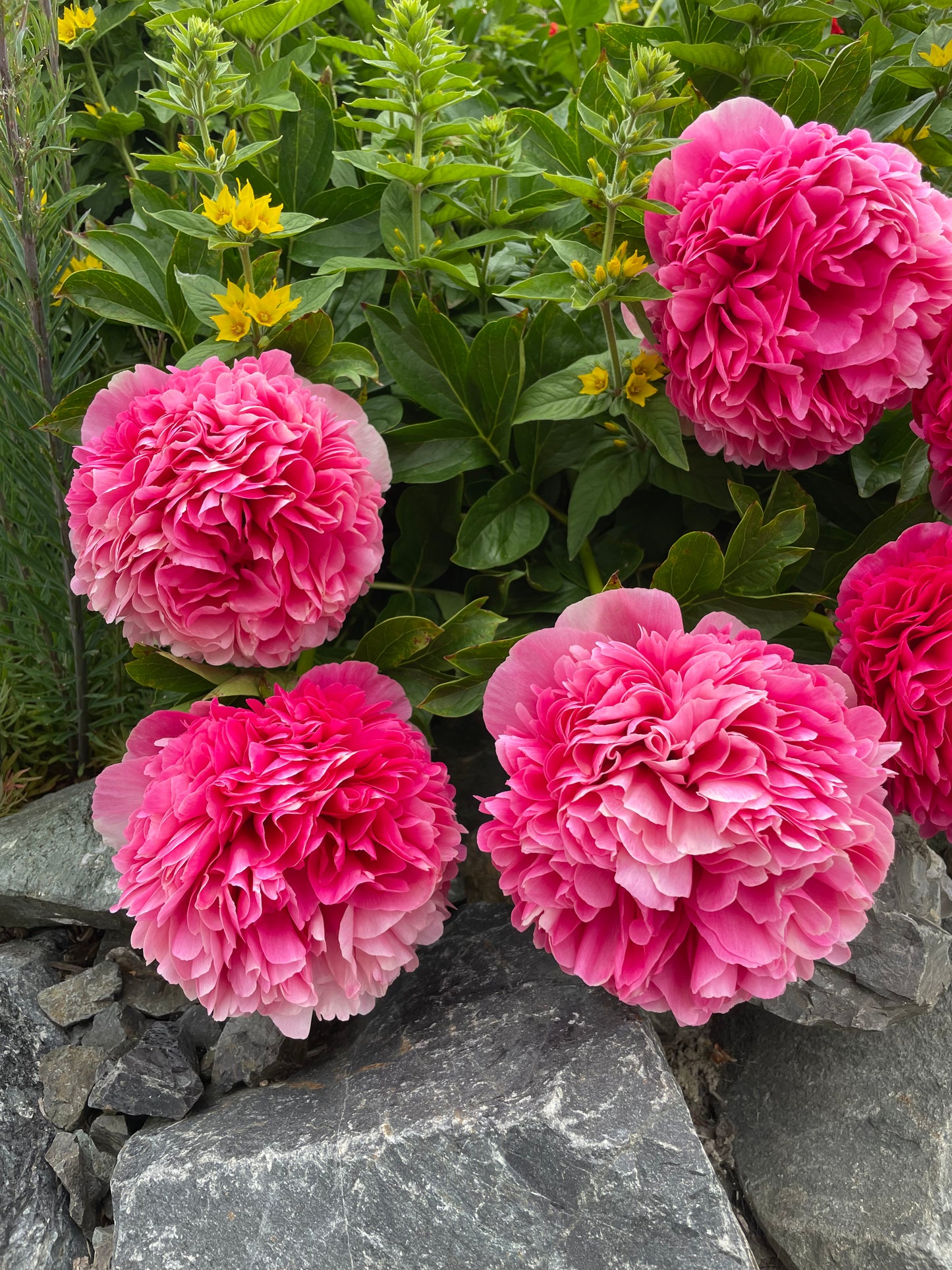 Peony Command Performance
