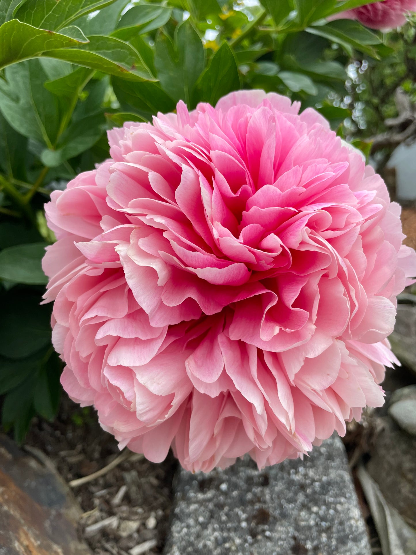 Peony Command Performance