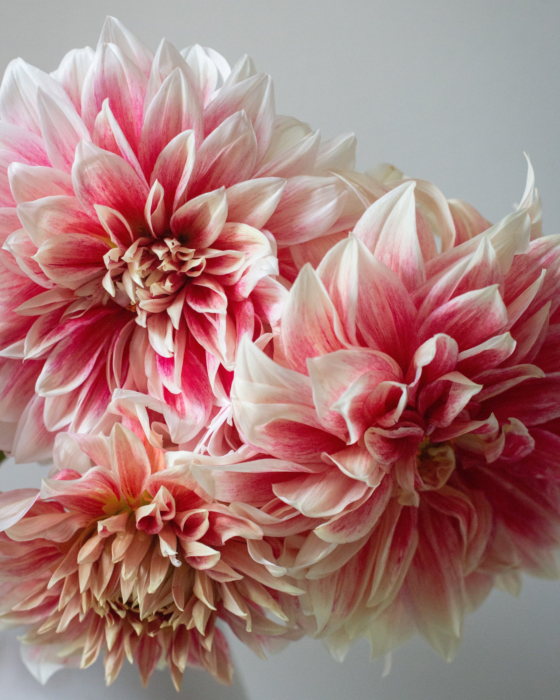 Three large dahlia flowers with layered petals in shades of pink fading to white, clustered together against a soft light gray background.