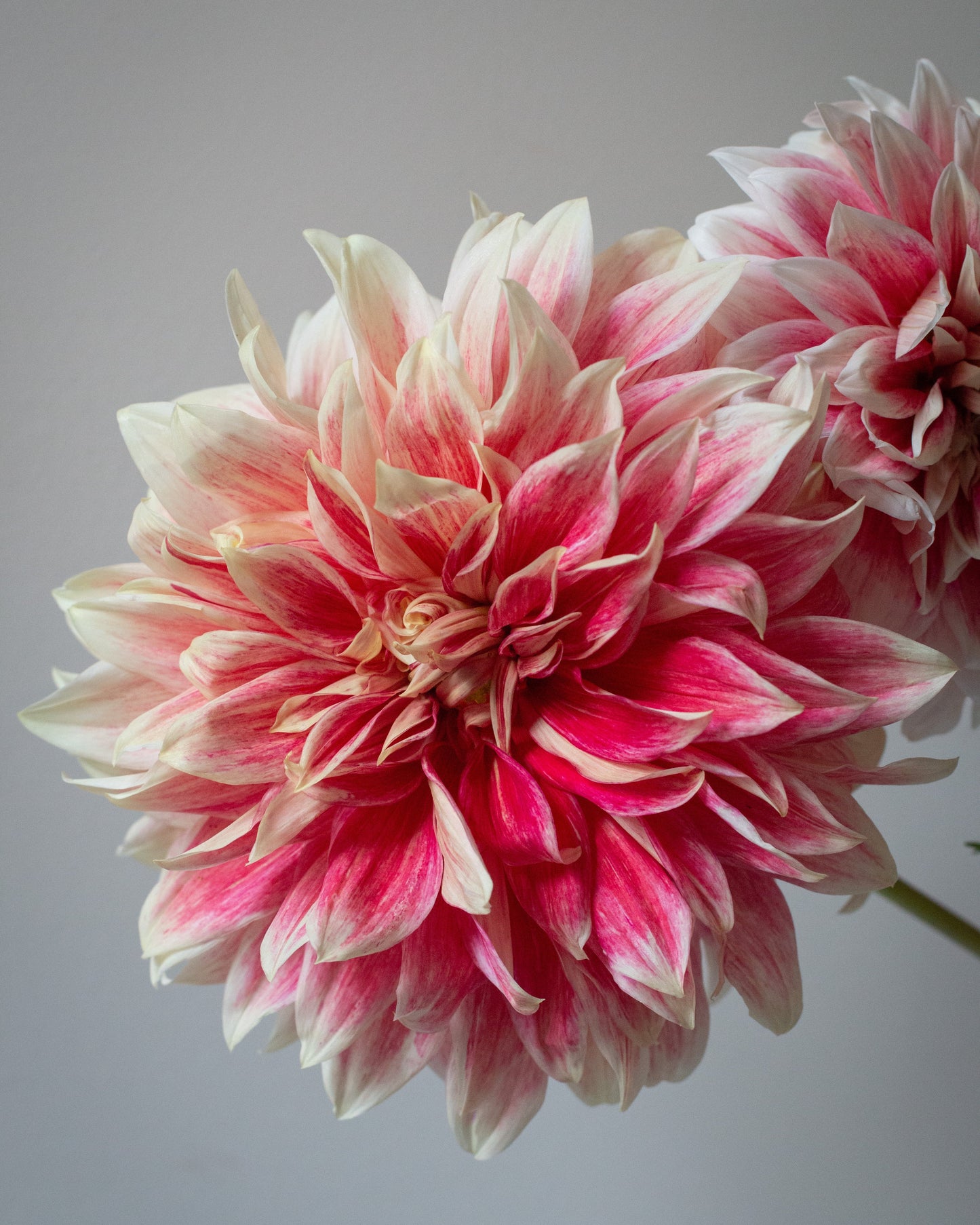 A close-up of a dahlia flower with layered petals in white and vibrant pink, with another flower partially visible in the background against a neutral gray backdrop.