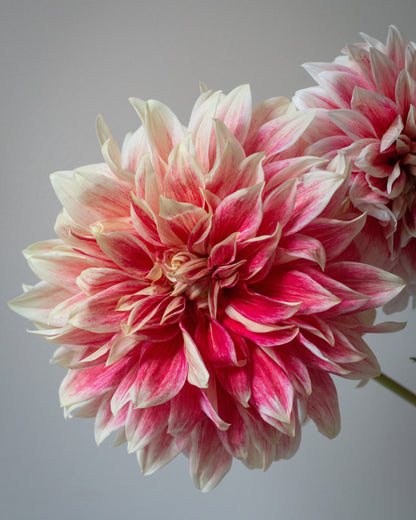 A close-up of a dahlia flower with layered petals in white and vibrant pink, with another flower partially visible in the background against a neutral gray backdrop.