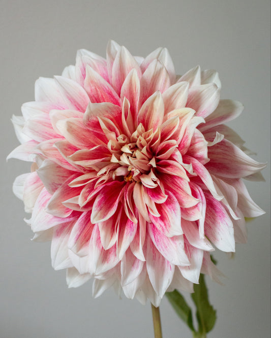 A close-up of a large dahlia flower with layered white petals tipped in pink, shown against a plain light gray background.