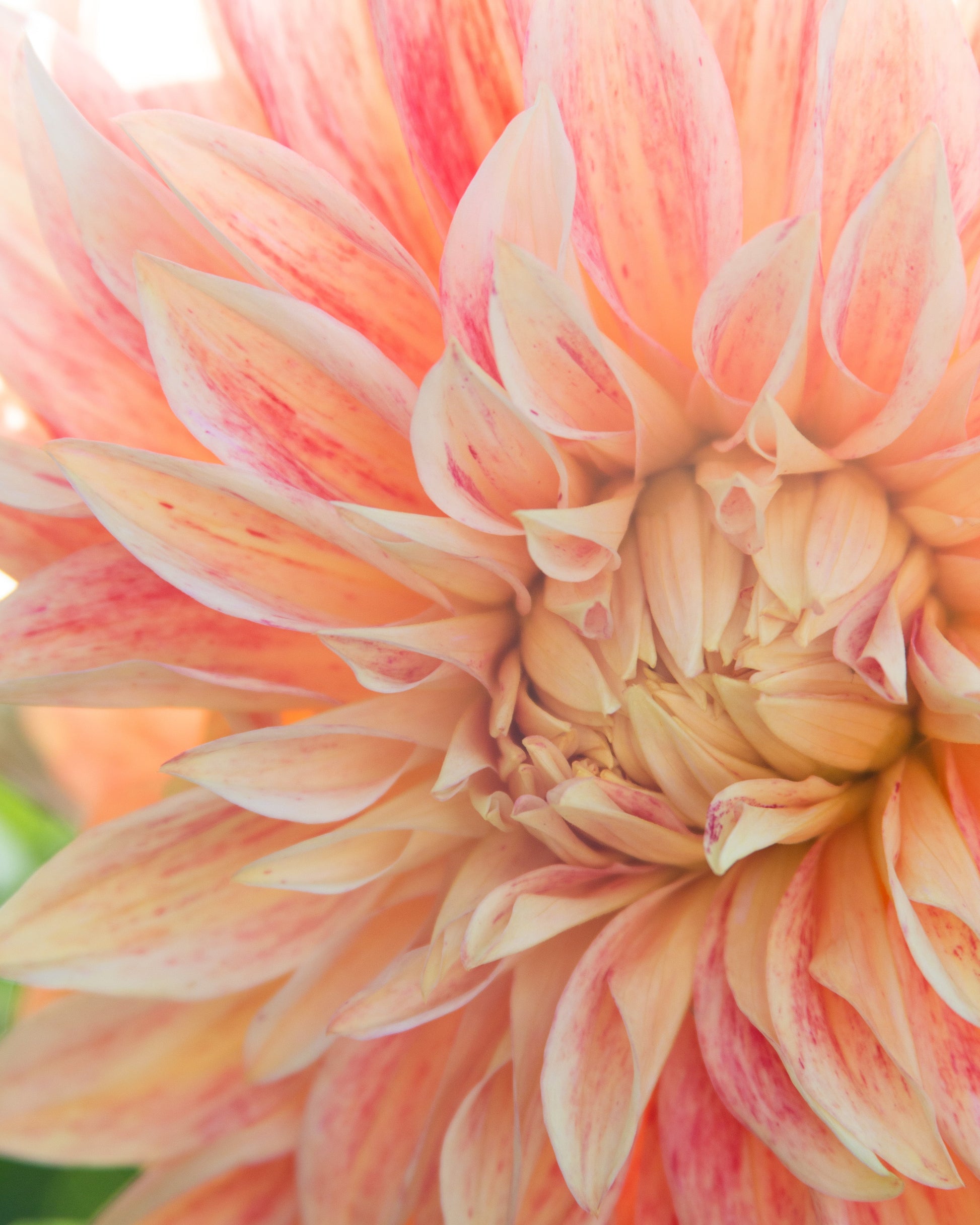 A close-up photograph of a dahlia flower with layered petals in soft peach, pink, cream, and coral tones, filling the frame against a bright, softly blurred background.