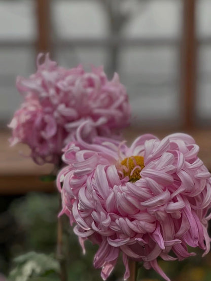 Garden Design & Propagation Workshop: FRIDAY 9AM