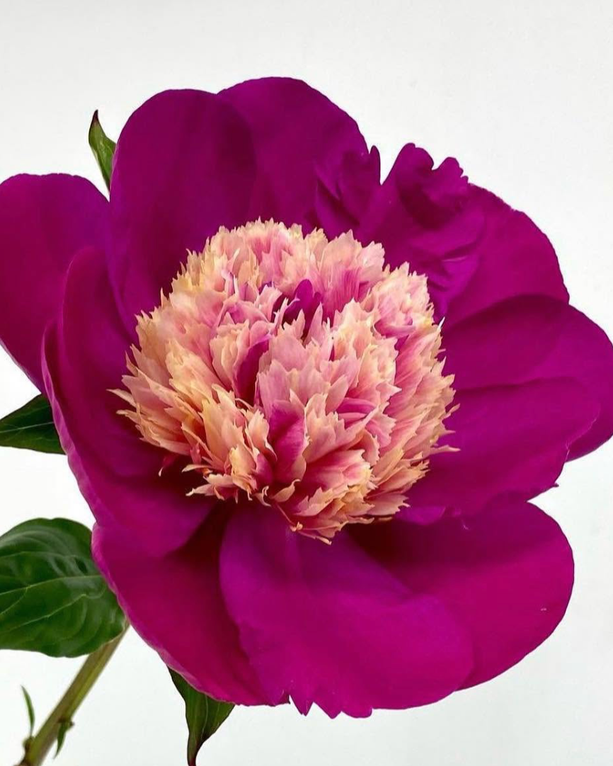 A close-up of a single White Cap peony flower with deep magenta-purple outer petals and a dense pale pink to cream center, with green leaves visible against a plain light background.