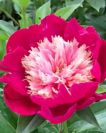 A close-up of a vibrant magenta-pink White Cap peony flower with a dense, ruffled light pink and cream center, surrounded by lush green foliage.