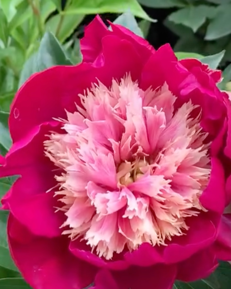A close-up of a large White Cap peony flower with deep magenta outer petals and a layered, frilly pale pink to cream center, surrounded by green foliage.