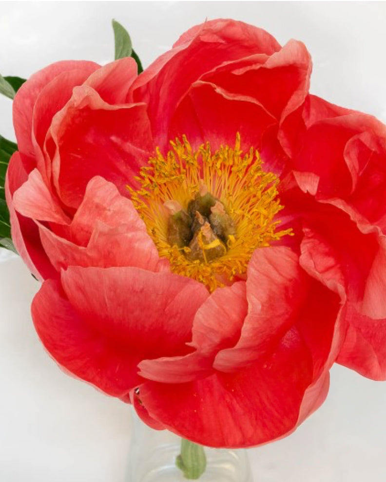 A close-up of a vibrant red Coral Magic peony flower with a bright yellow center, held in a clear glass vase against a clean white background.