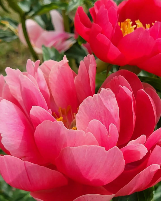 Close-up of vibrant pink Coral Magic peony flowers with yellow centers and green foliage in the background.