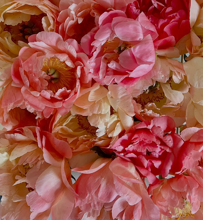 Peony Coral Sunset