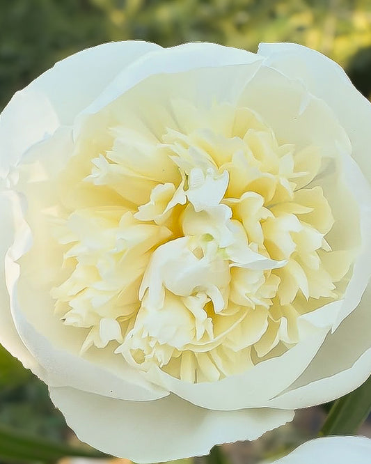 Peony Duchesse de Nemours