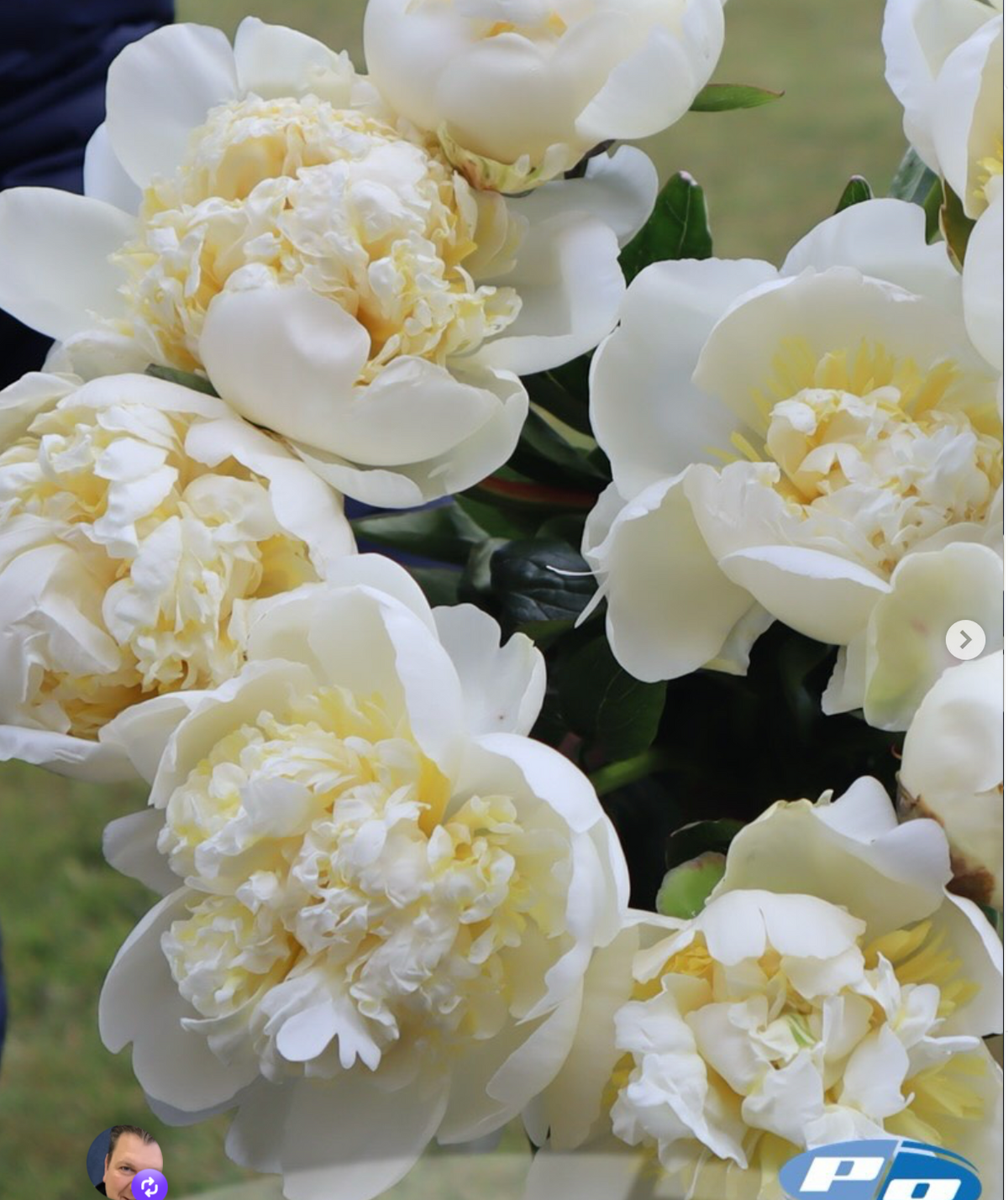 Peony Duchesse de Nemours