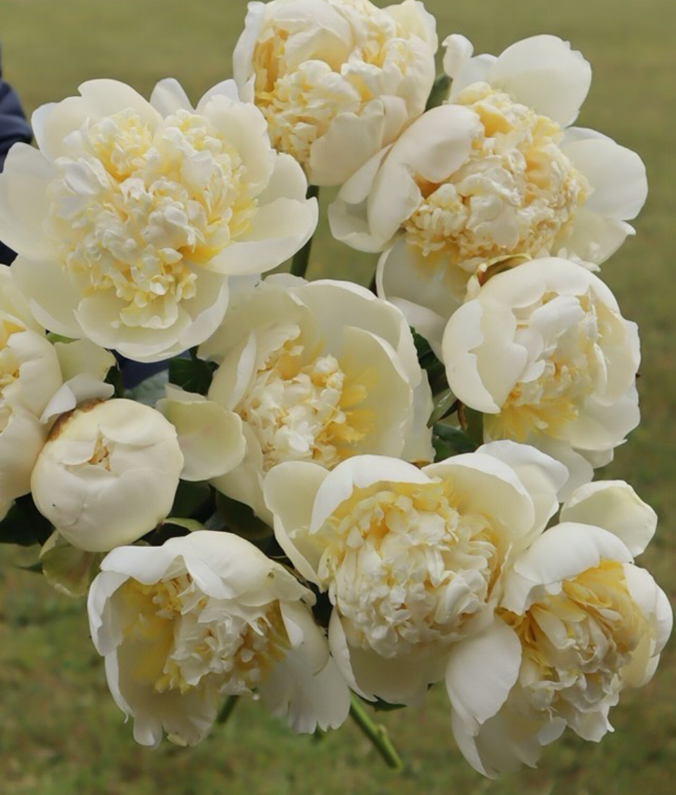 Peony Duchesse de Nemours