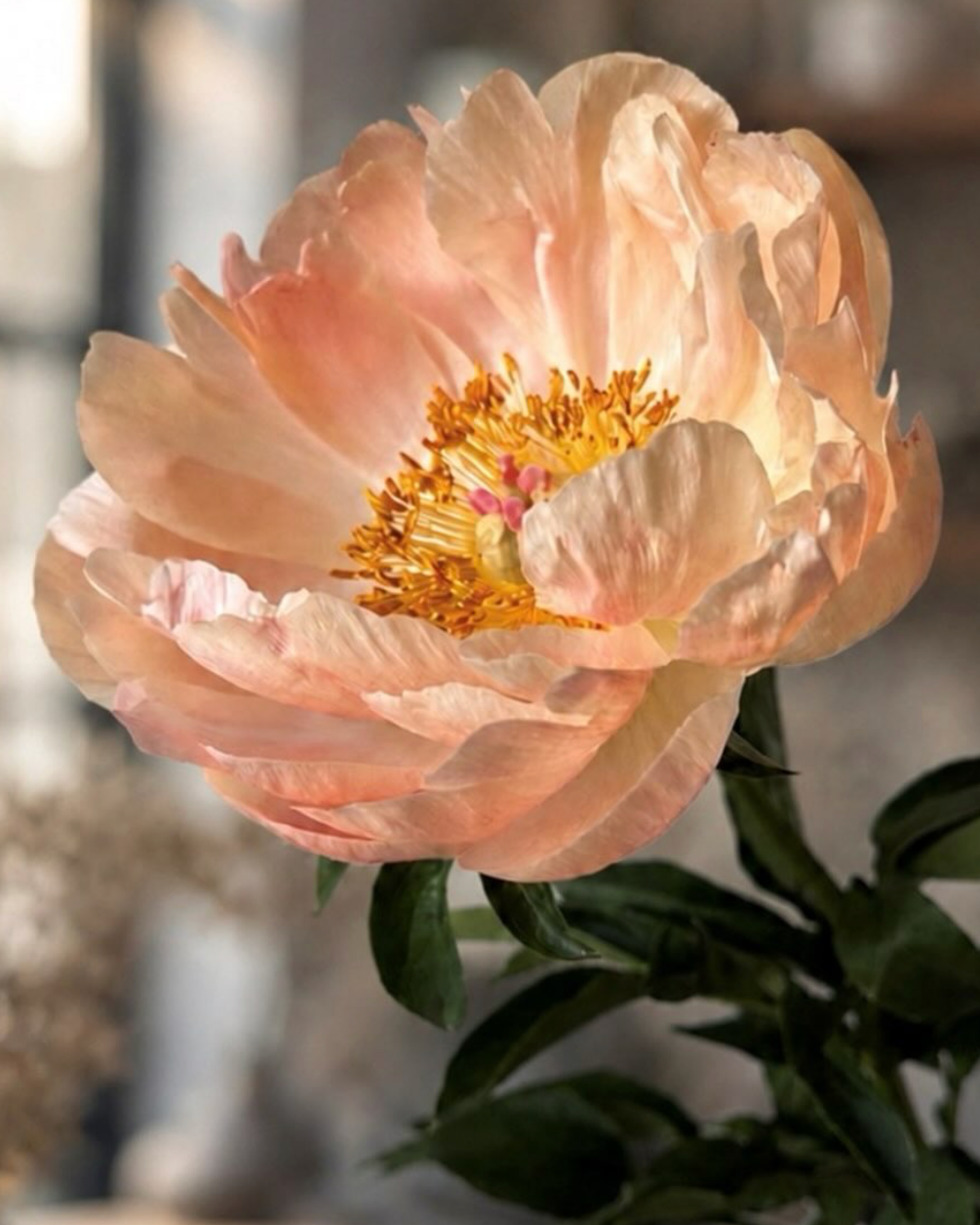 A single pale peach-pink King's Day peony flower in full bloom with a golden-yellow center and dark green leaves, photographed against a softly blurred indoor background.