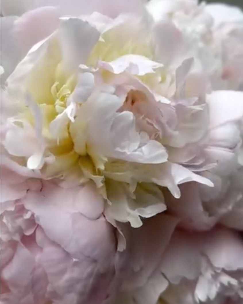 A close-up of a pale pink and white Pecher / Noemie Demay peony flower with soft ruffled petals and a subtle yellow center.