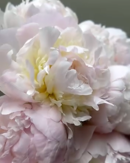 A close-up of a pale pink and white Pecher / Noemie Demay peony flower with soft layered petals and a subtle yellow-green center, photographed against a muted gray-green background.