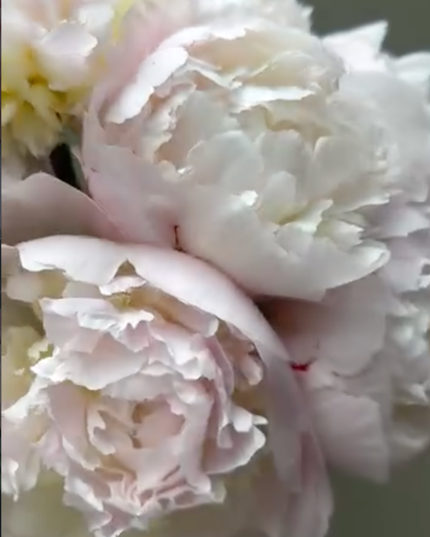Close-up of pale blush pink and white Pecher / Noemie Demay peony flowers with layered ruffled petals against a soft gray-green background.