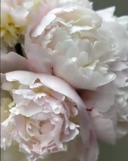 Close-up of pale blush pink and white Pecher / Noemie Demay peony flowers with layered ruffled petals against a soft gray-green background.