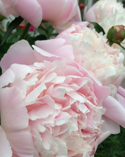 Close-up of large pale pink Pecher / Noemie Demay peony flowers with layered ruffled petals and a small green bud, photographed outdoors against blurred green foliage.