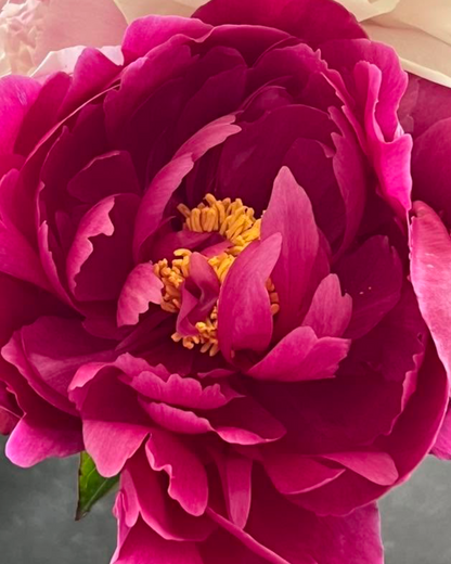 A close-up of a large deep magenta Red Sarah Bernhardt peony flower with layered ruffled petals and a bright yellow-orange center, photographed against a softly blurred neutral background.