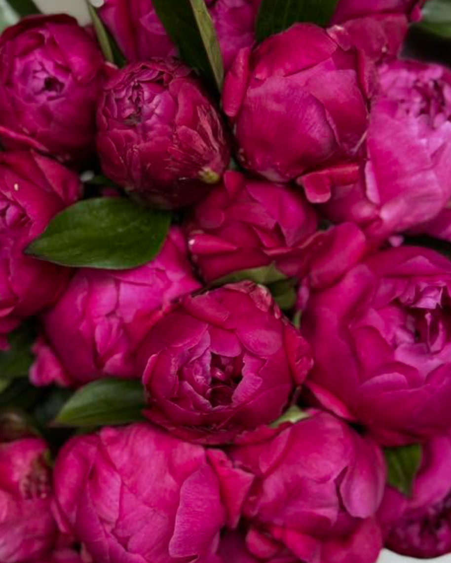A close-up of a bouquet of vibrant magenta Red Sarah Bernhardt peony flower buds with scattered green leaves.