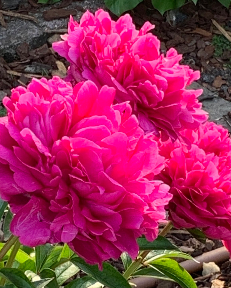 Three vibrant magenta-pink Red Sarah Bernhardt peony flowers in full bloom with green leaves, set against a natural garden background of mulch and stones.