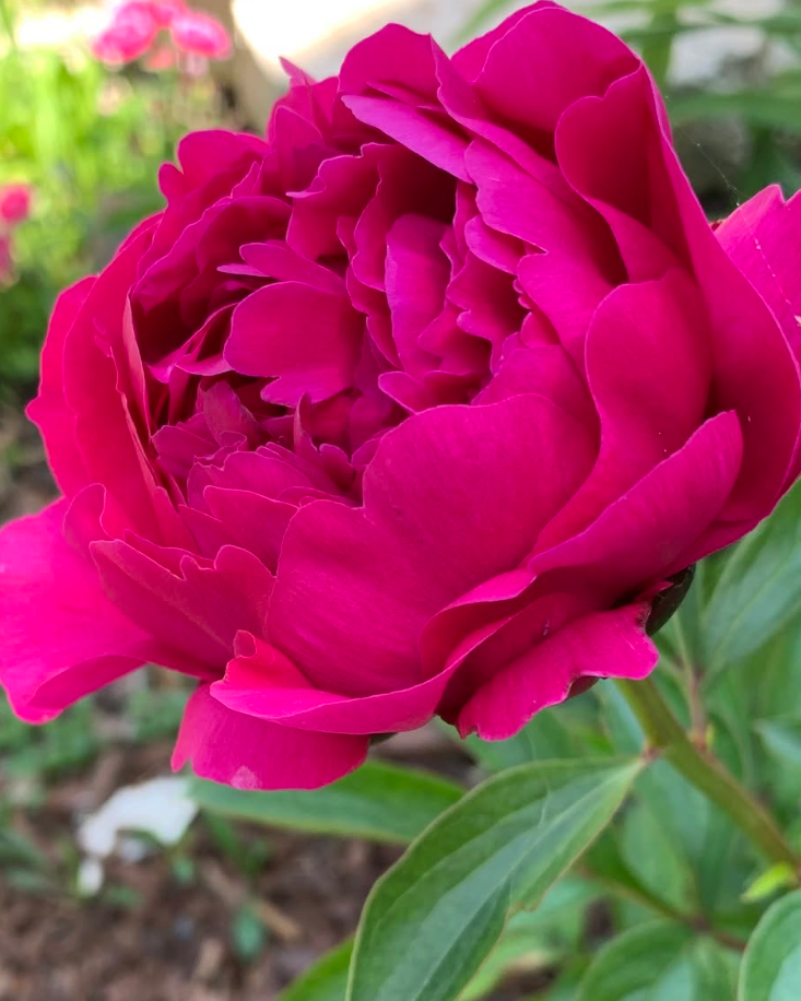 A close-up of a vibrant magenta-pink Red Sarah Bernhardt peony flower in full bloom, surrounded by green leaves and a softly blurred garden background.