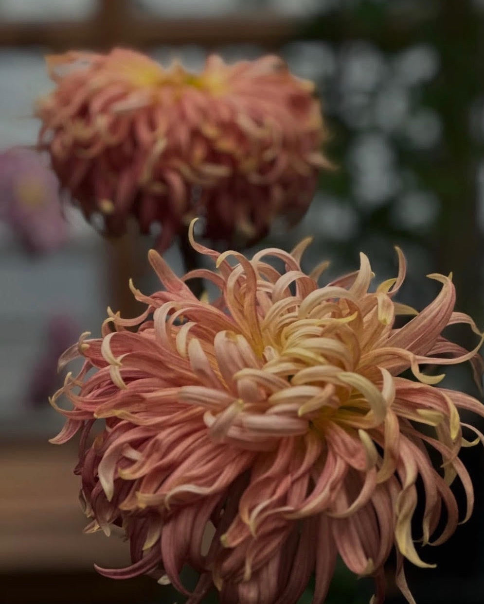 Garden Design & Propagation Workshop: FRIDAY 9AM