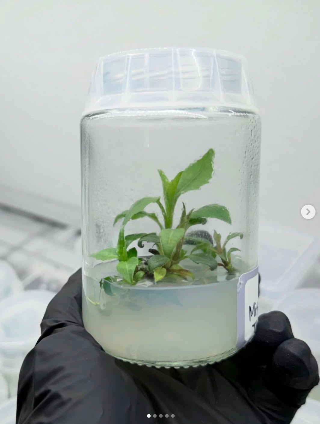 Tissue Culture Intensive: FRIDAY 1PM