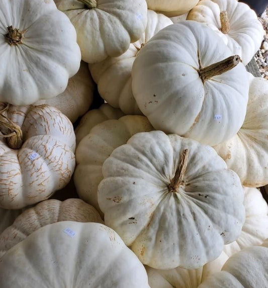 White Pumpkin Mix