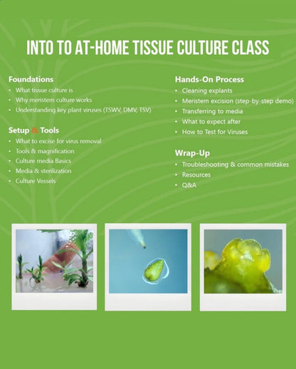 Tissue Culture Intensive: FRIDAY 1PM