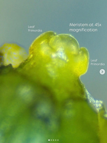 Tissue Culture Intensive: FRIDAY 1PM