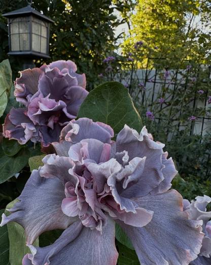 Garden Design & Propagation Workshop: FRIDAY 9AM