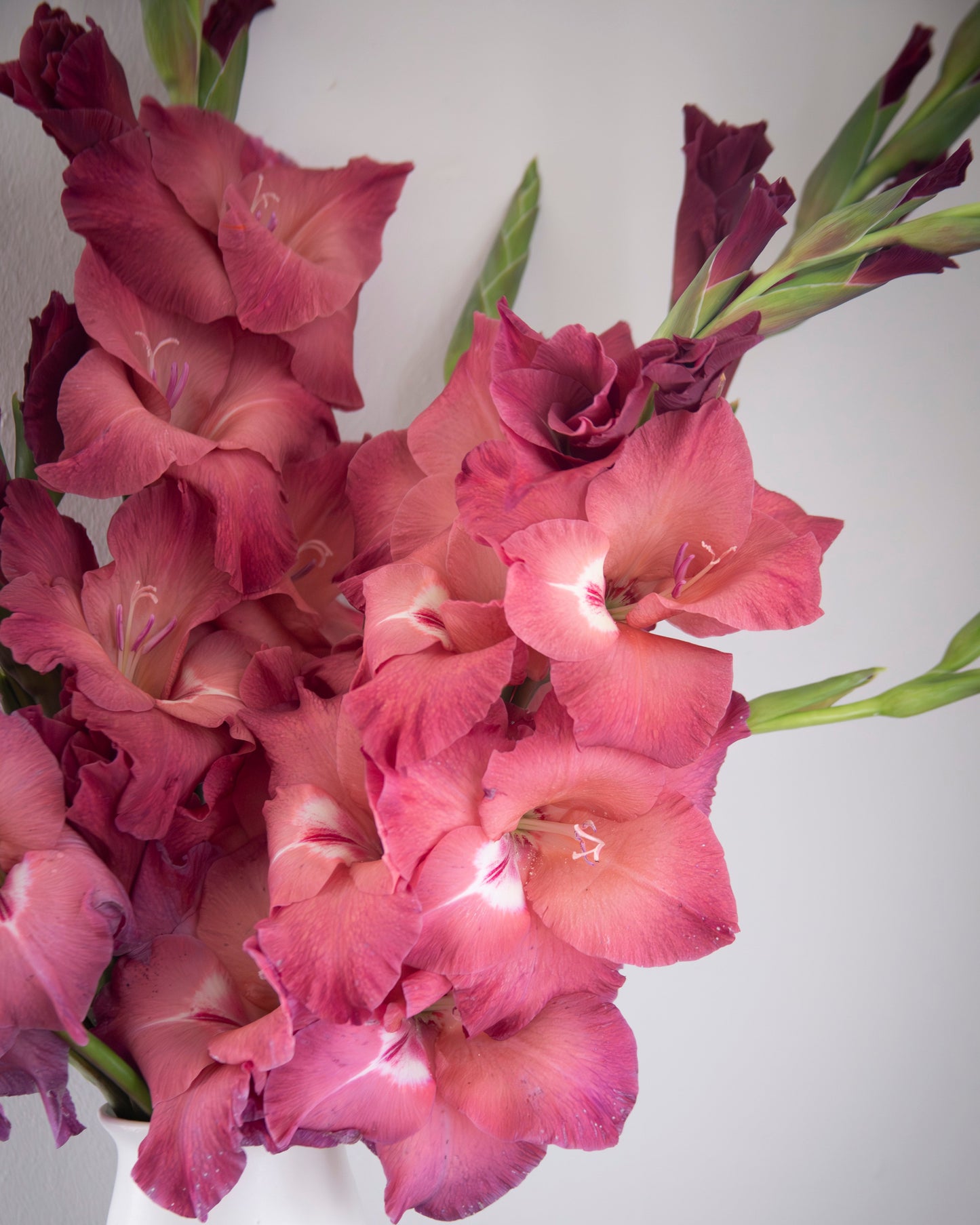 A close-up of a bouquet of pink gladiolus flowers with green stems, arranged in a white ceramic vase against a plain light gray background.