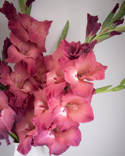 A close-up of a bouquet of pink gladiolus flowers with green stems, arranged in a white ceramic vase against a plain light gray background.
