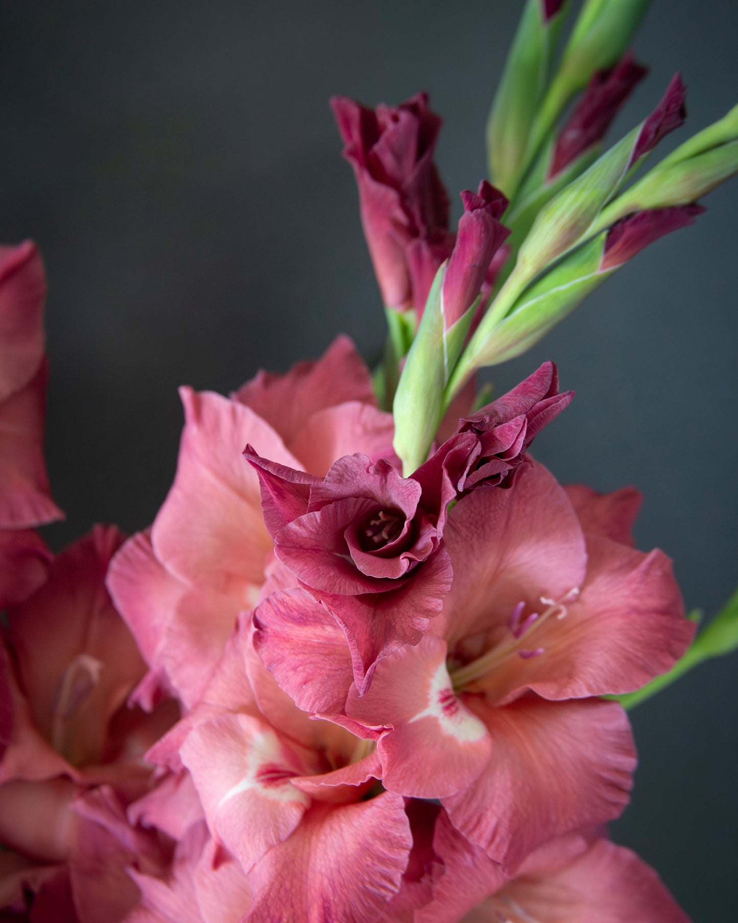 A close-up photograph of pink gladiolus flowers with green stems and buds against a dark gray background.
