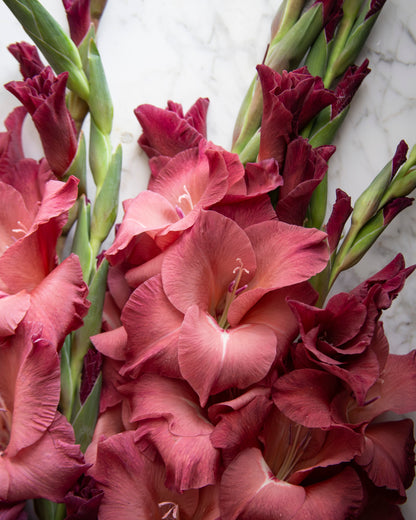A close-up of gladiolus flowers in deep burgundy and pinkish-red tones with green stems, arranged against a light marble-like background.
