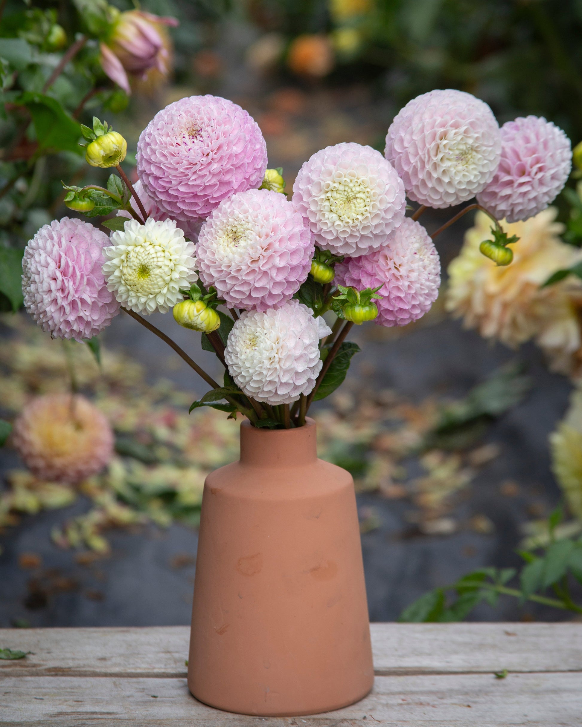 A bouquet of pale pink and white dahlia flowers arranged in a small terracotta vase, placed on a weathered wooden surface with a blurred garden background.