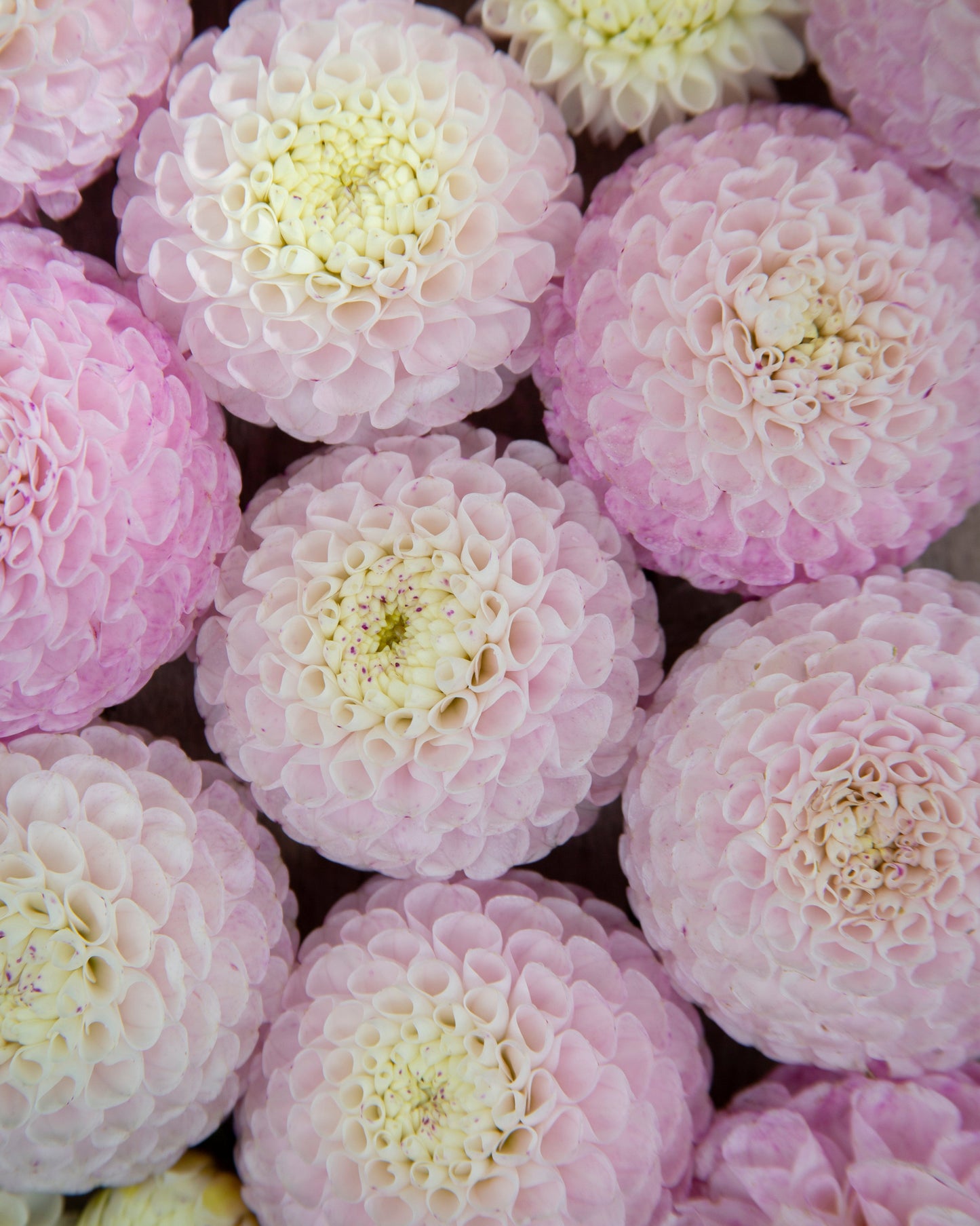 A close-up of round dahlia flowers in soft pink and pale lavender-white tones, filling the frame.