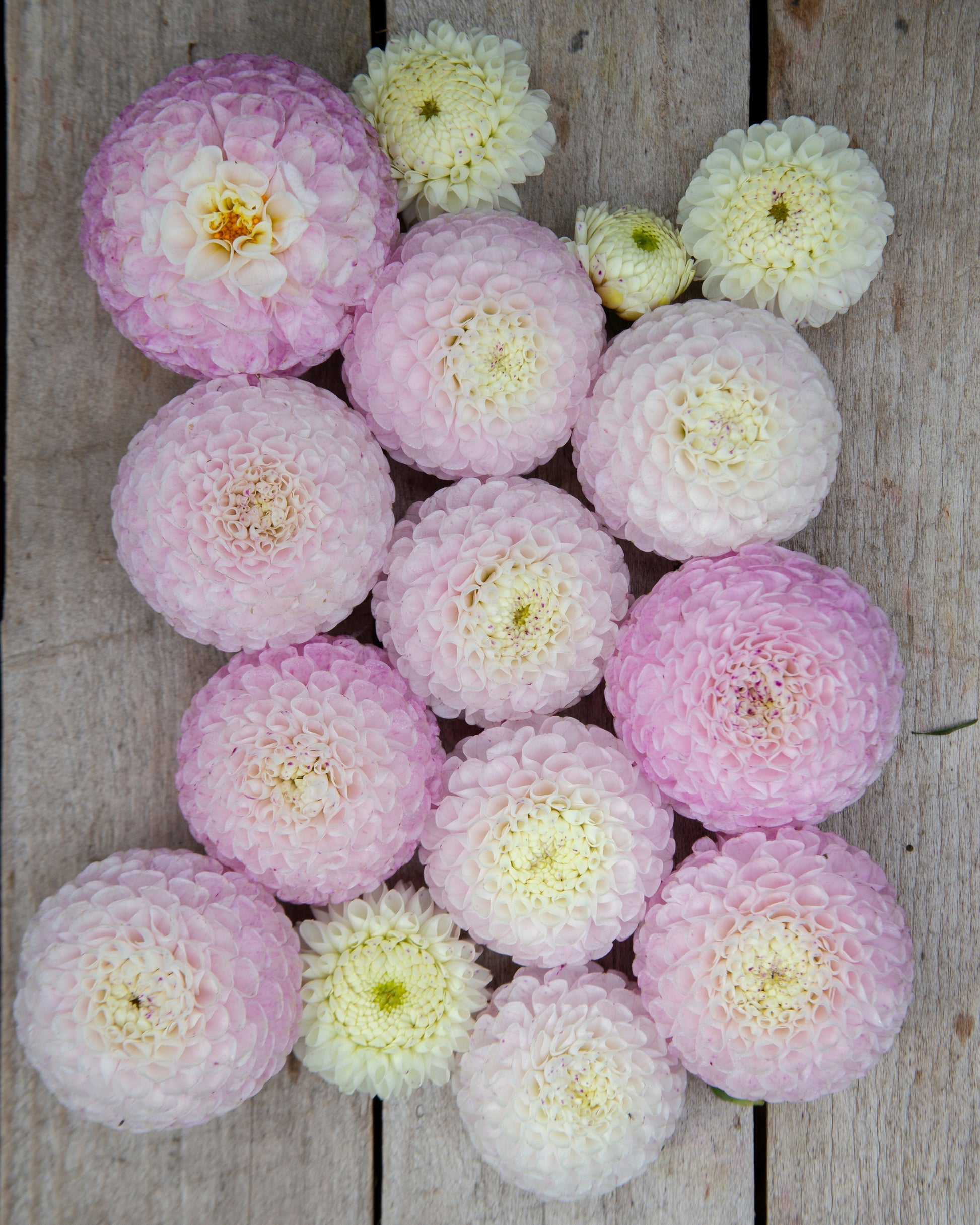 A cluster of round pink chrysanthemums with pale cream centers arranged on a rustic wooden plank surface.