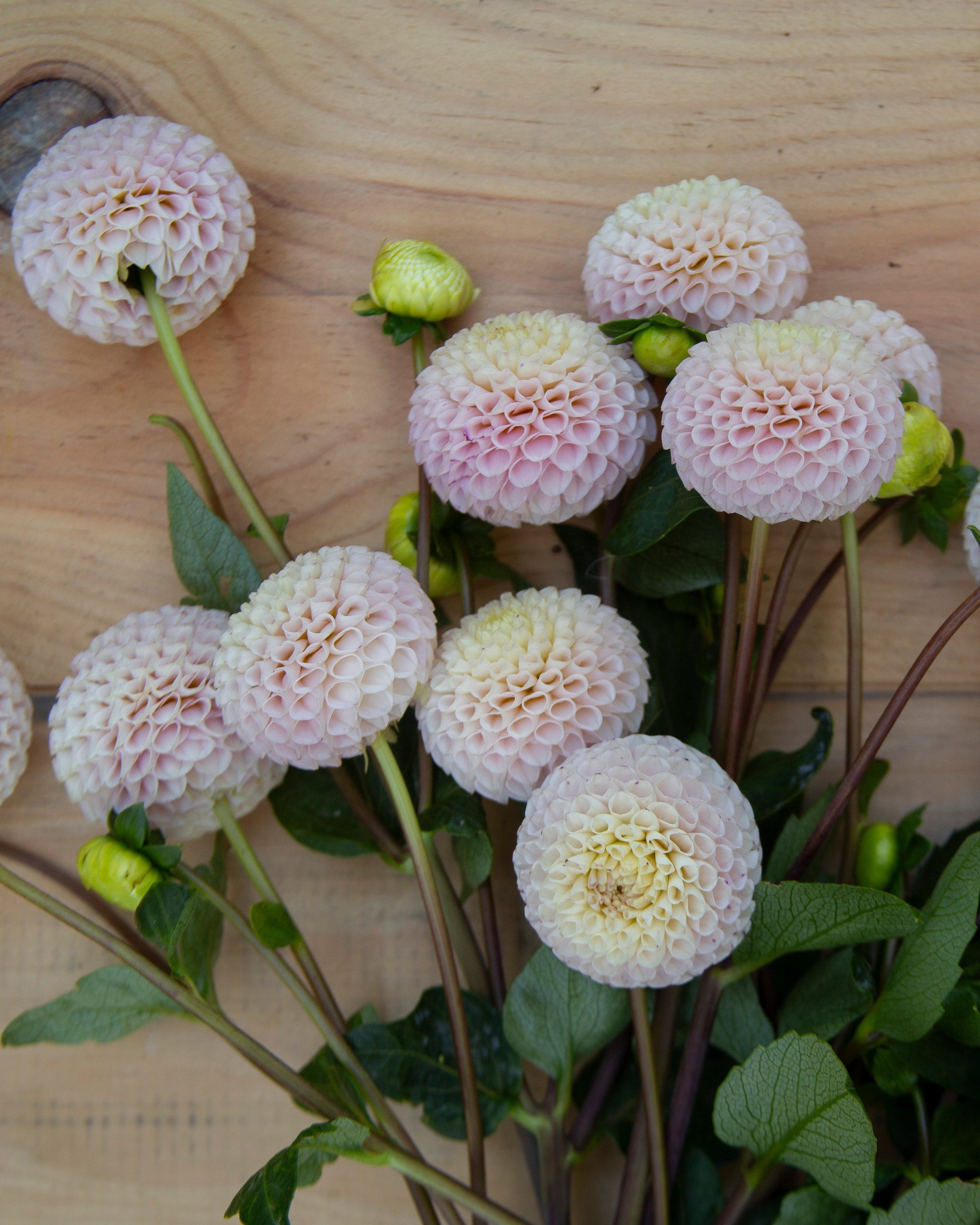 A bouquet of pale pink and cream dahlia flowers with green stems and leaves, arranged on a light wood surface.