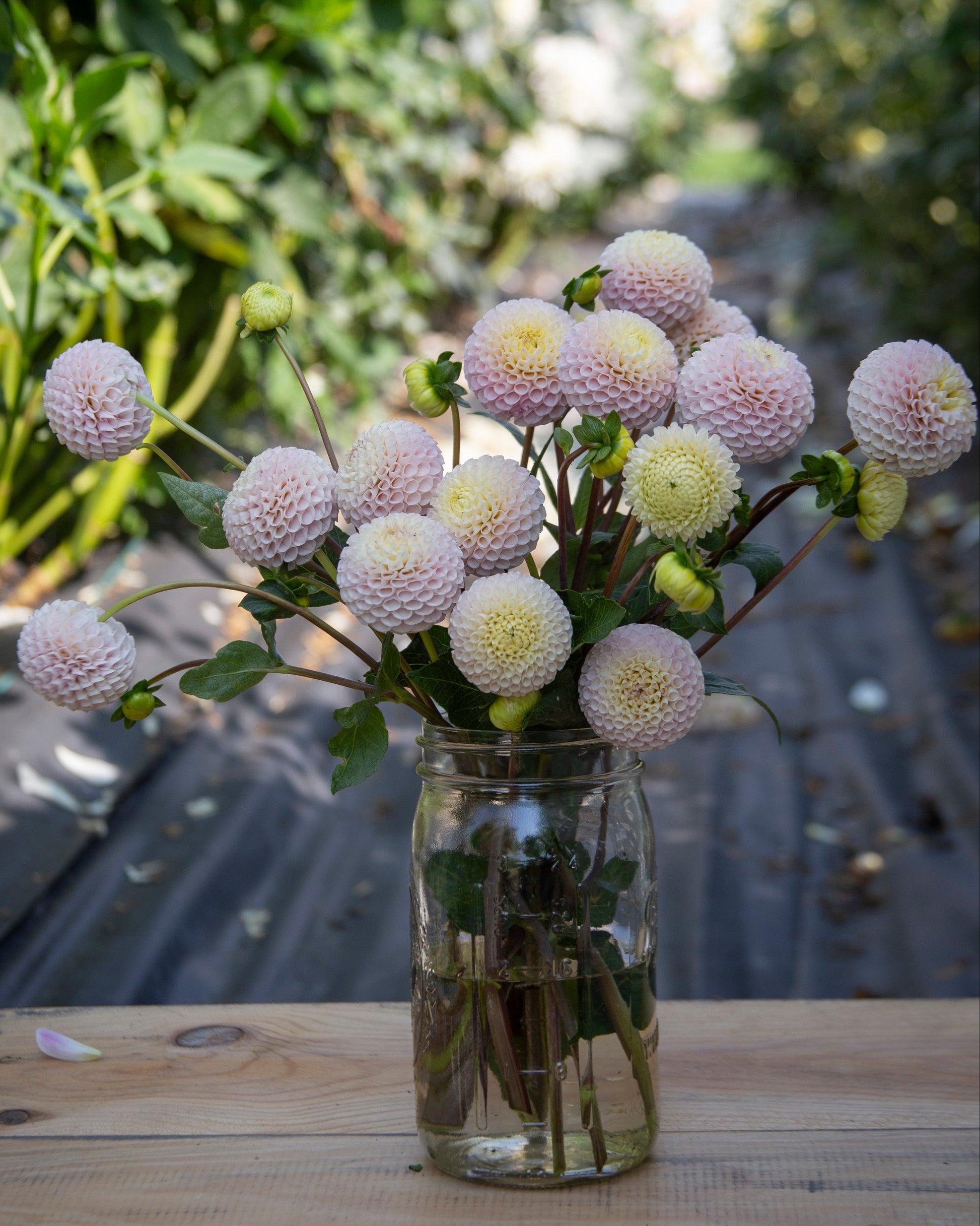 A bouquet of pale pink and cream dahlia flowers arranged in a clear glass mason jar, placed on a wooden surface with a blurred garden path and greenery in the background.