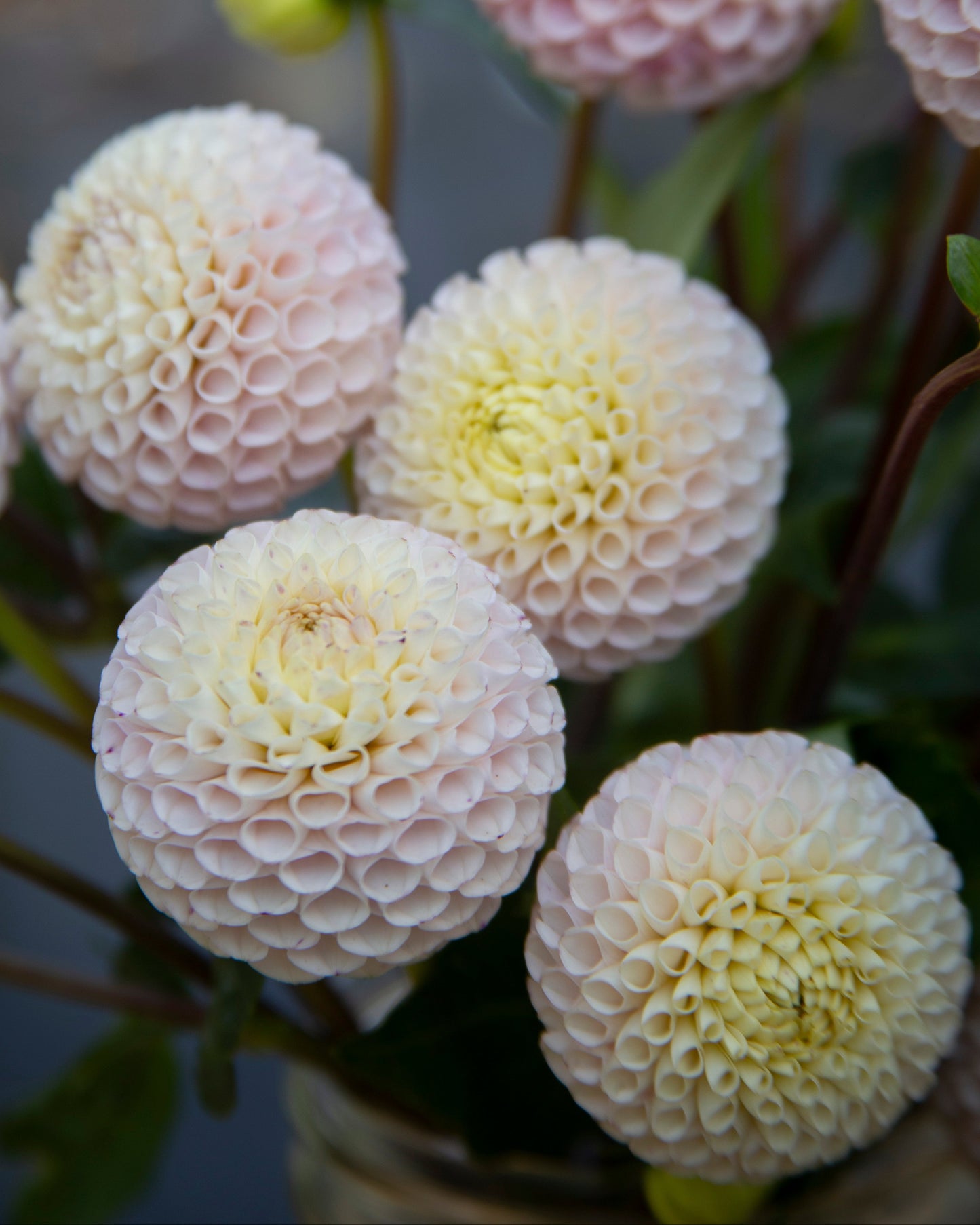 A close-up bouquet of pale pink and cream dahlia flowers with green stems and leaves, photographed in soft natural light.