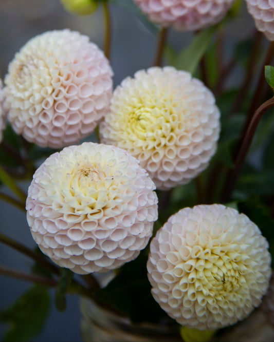 A close-up bouquet of pale pink and cream dahlia flowers with green stems and leaves, photographed in soft natural light.