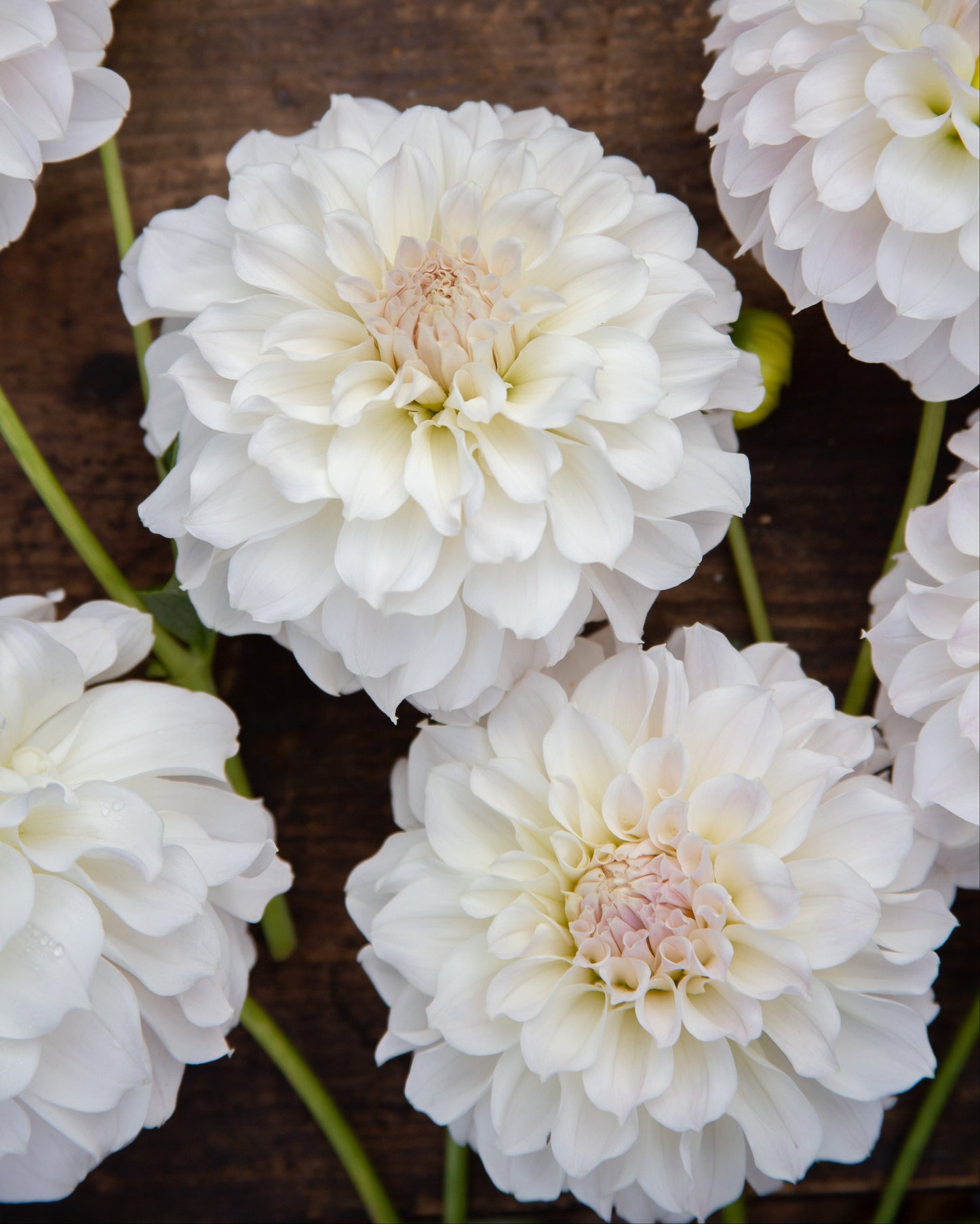 White dahlia flowers with soft pink centers arranged on a rustic dark brown wooden surface.