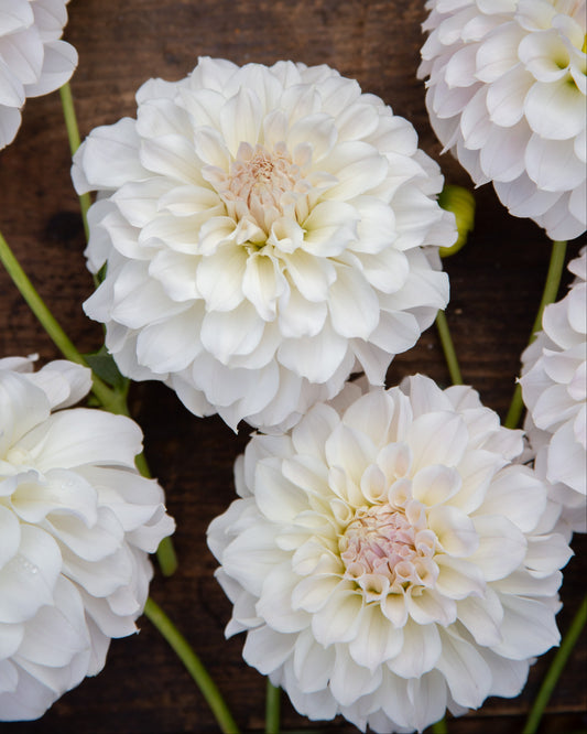 White dahlia flowers with soft pink centers arranged on a rustic dark brown wooden surface.