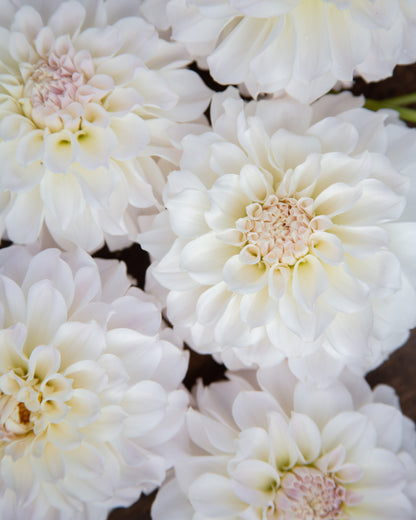 Close-up of several large white dahlia flowers with pale cream centers and soft pinkish undertones, filling the frame.